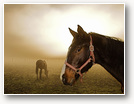 cheval_brume