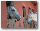 chevaux dans des écuries